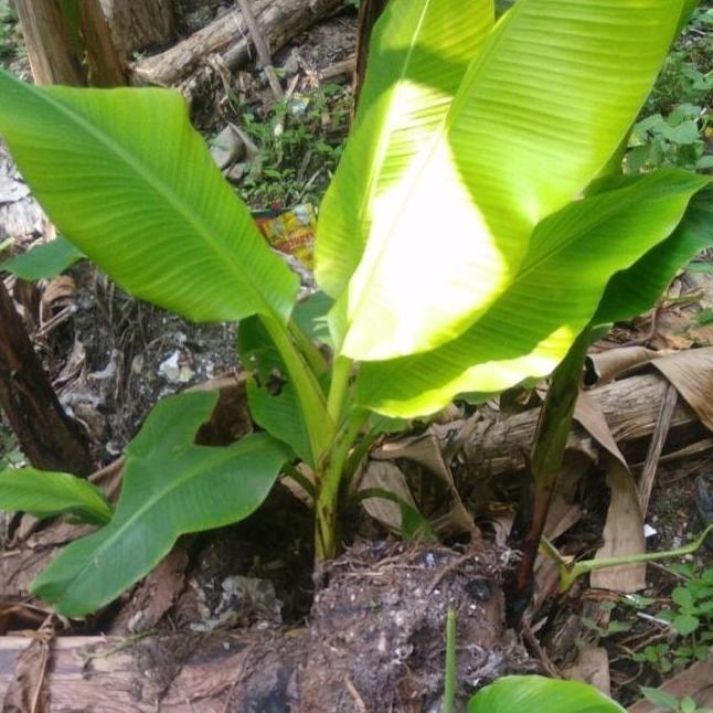 Pisang Emas - Pisang Mas - Bibit Tanaman Buah Pisang Emas BEST ATV