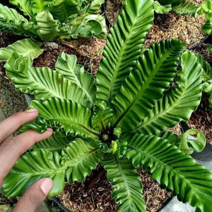 Promo kadaka lasagna keriting rimbun + pot COD