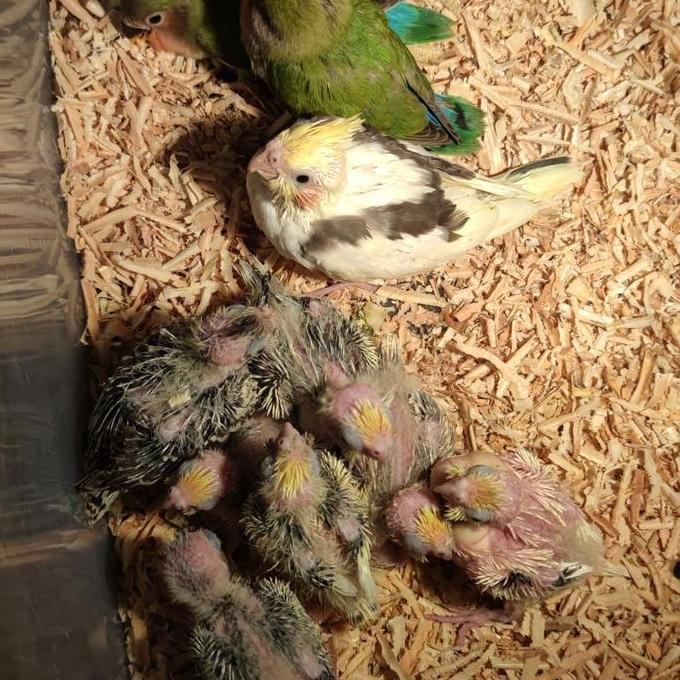 TERBARU - TERJANGKAU LOLOHAN PARKIT AUSTRALIA / LOLOHAN FALK / BURUNG FALK