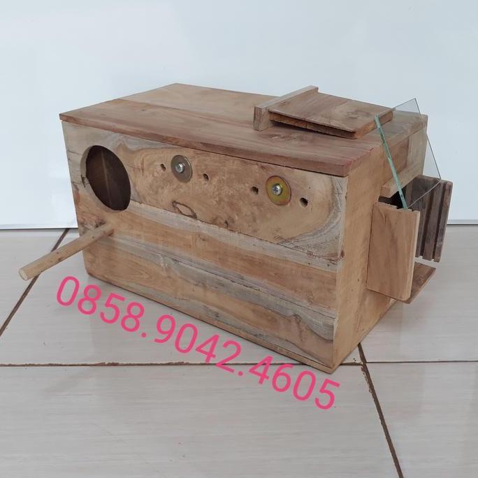 Glodok falk cockatiel penempatan kanan tempel kanan