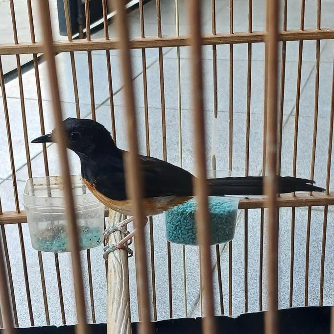 TERLARIS - burung murai batu betina siap produksi