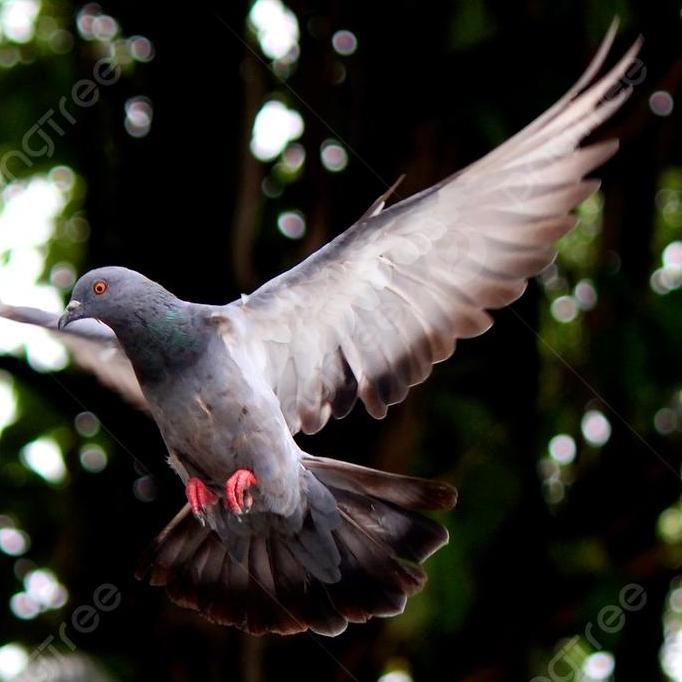 VERSELE LAGA IDEAL PILLS ISI 100 PILLS - JAMU MERPATI PIGEON
