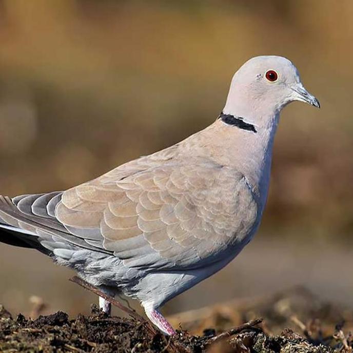 VETAFARM TABLET MULTIVET ISI 100 VETAFARM - MERPATI PIGEON DERKUKU PUTER