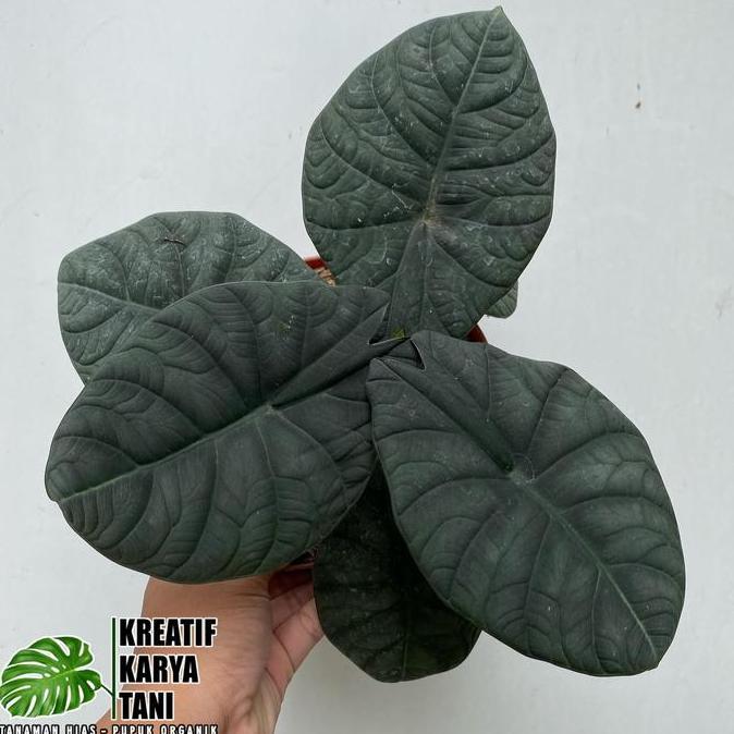 Promo Tanaman hias alocasia maharani - Alocasia maharani COD