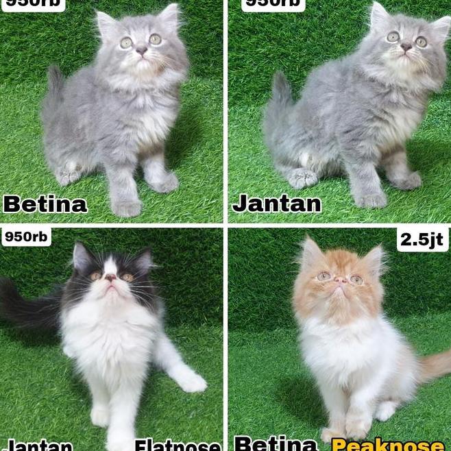 Kitten Garfield Norwegian Norwegian Tish Shorthair Angora Mainecoon Persia Munchkin Scootish Fold Be