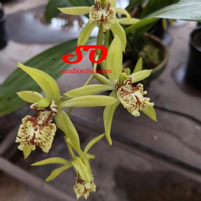 Promo [ DEWASA ] Coelogyne mayeriana Anggrek Hitam Sumatera yang Elegan dan Langka COD