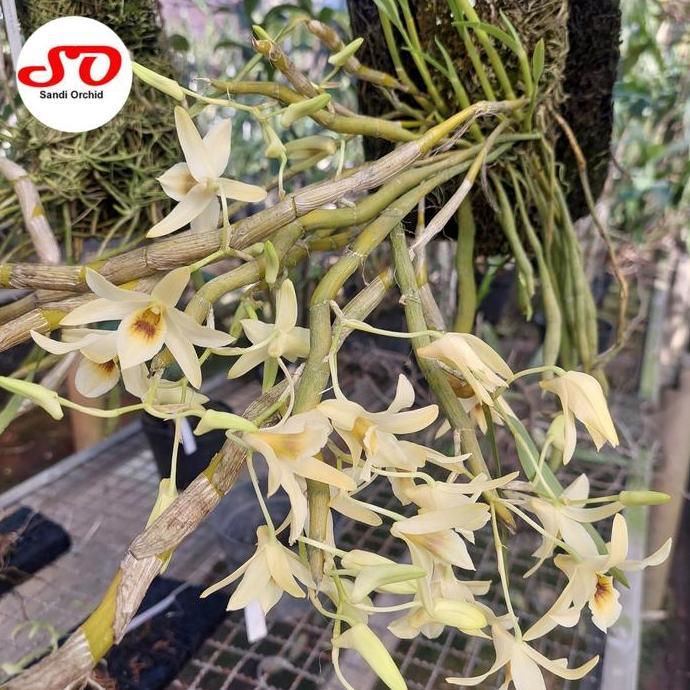 Promo [ DEWASA ] Dendrobium heterocarpum : Keindahan Lembut dari Surga Tropis COD