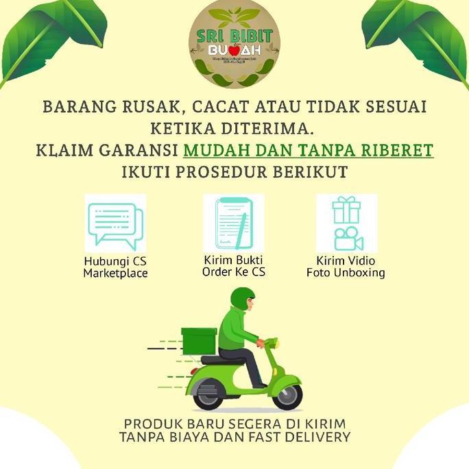 BENIH TANAMAN JAMBU KRISTAL