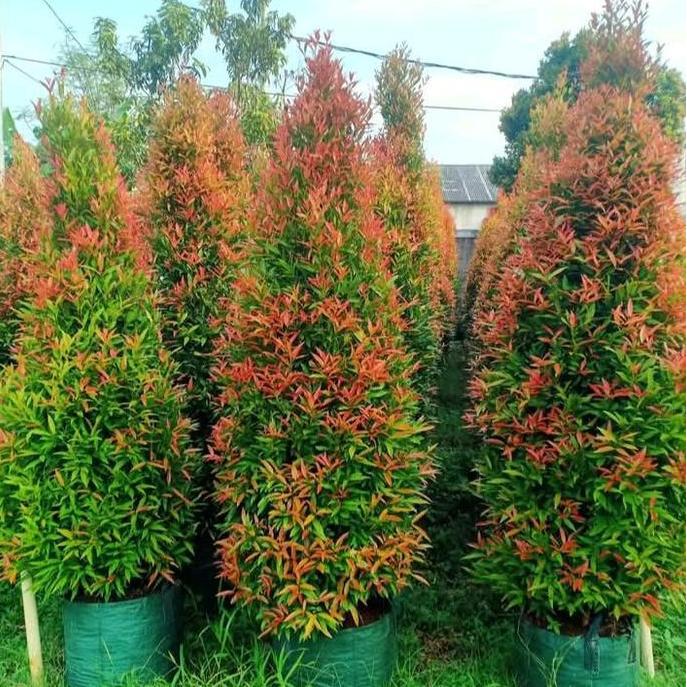 Pohon Pucuk Merah 1 Meter