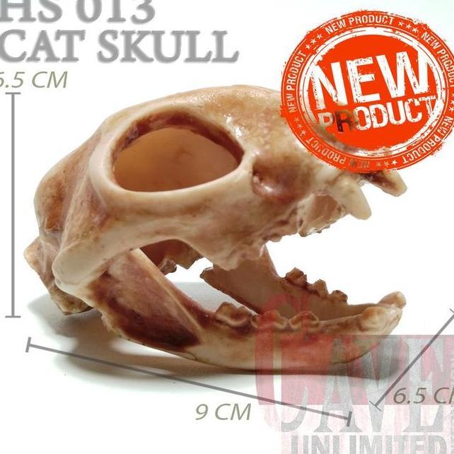 Hs014 Hiding Skull Cave Tengkorak Kepala Kucing Cat Ornamen Aquascape Ikan Tempat Sembunyi Reptile H