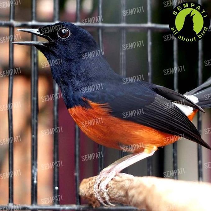 SEMPATI TSH Telur Semut Hitam Pakan Burung Serbuk Telur Pua Poa Pengganti Kroto Pakan Makanan Burung
