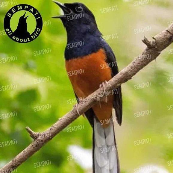 SEMPATI Anti Syaraf 500 Mg Obat Tetelo Atasi Sakit Syaraf Kaki Lumpuh Burung Murai Lovebird Kacer Ke