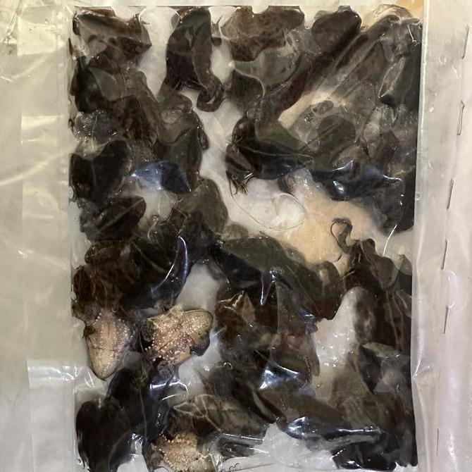 New- KODOK AIR BEKU/pakan arwana