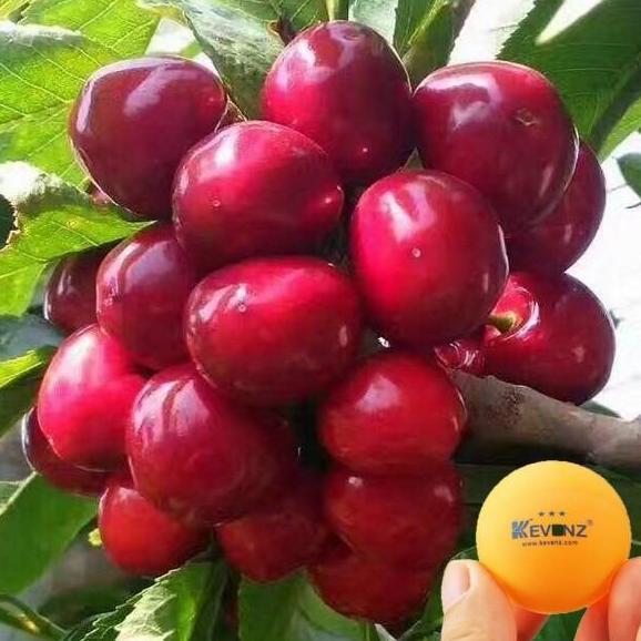 BISA BERBUAH DI POT 5 Biji Benih Bibit Pohon Buah Big Red Black Pearl Sweet Cherry Fruit Hitam Pupuk