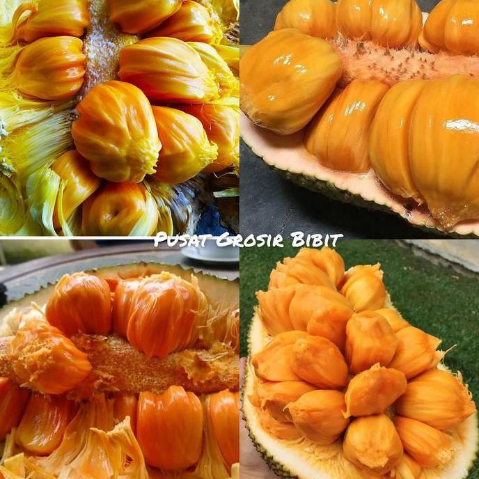 BISA BERBUAH DI POT bibit cempedak king asli valid