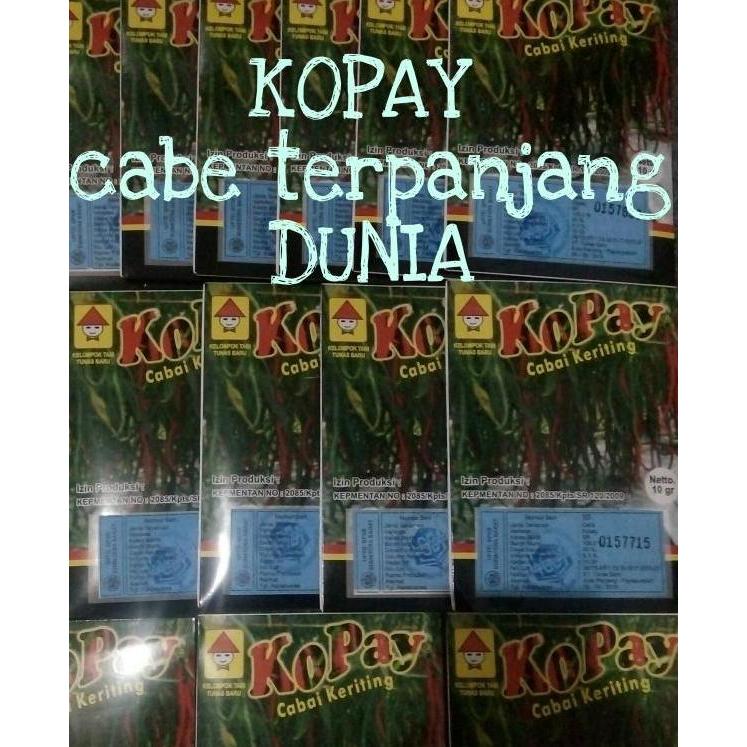 BISA BERBUAH DI POT BIBIT CABE KOPAY
