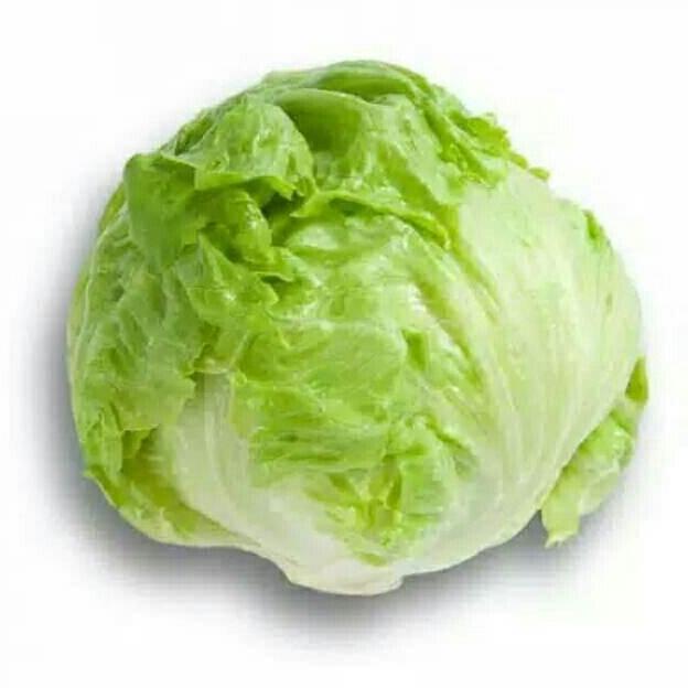 Benih Selada BRUMA RZ Repack 100 Pills Iceberg Lettuce Rijk Zwaan