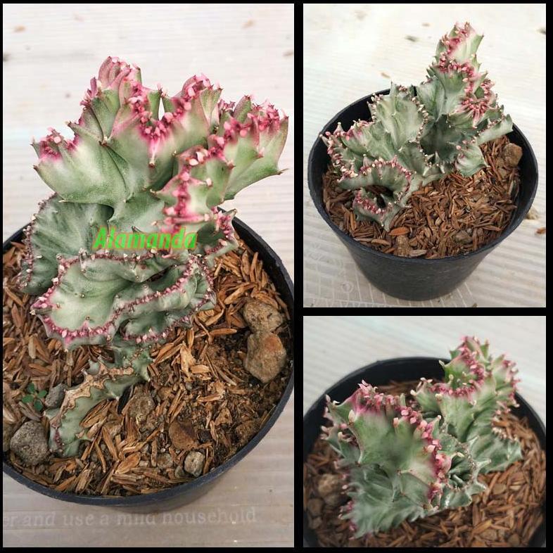 Varisha Tanaman Kaktus Euphorbia Lactea Variegata Cristata - Gratis Ongkir Xtra
