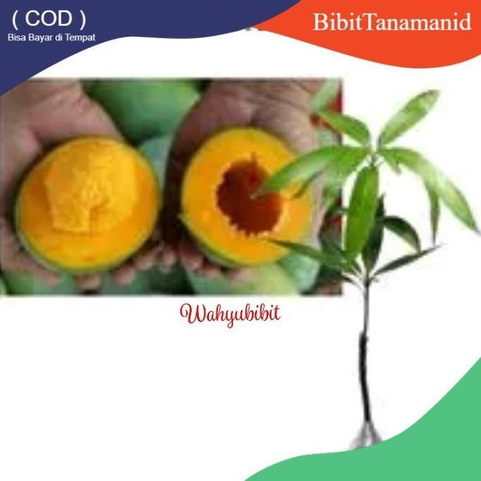 bibit mangga alpukat bibit tanaman buah dalam pot tabulampot