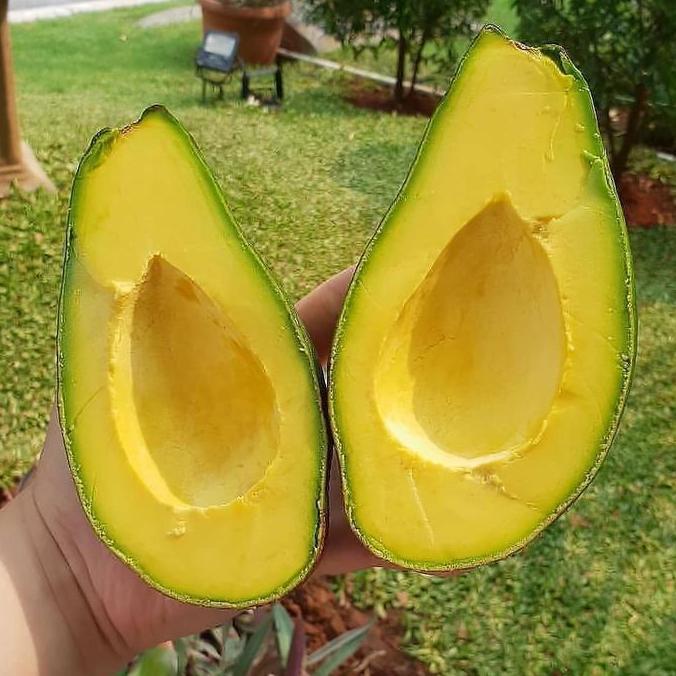 BIBIT ALPUKAT MENTEGA bisa berbuah dalam pot