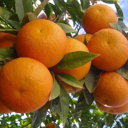 BIBIT JERUK SANKIS KUALITAS NOMOR SATU HASIL OKULASI SETEK BAGUS BUAT TABULAPOT