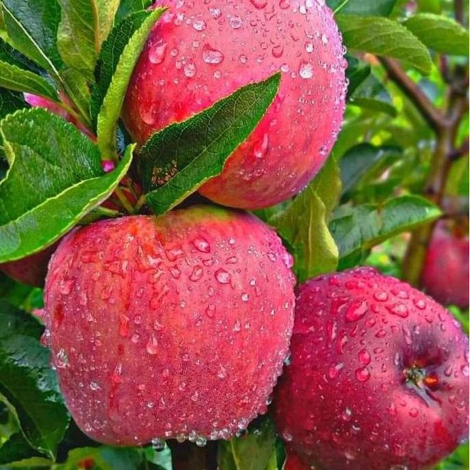 Bibit Tanaman Buah Apel Merah