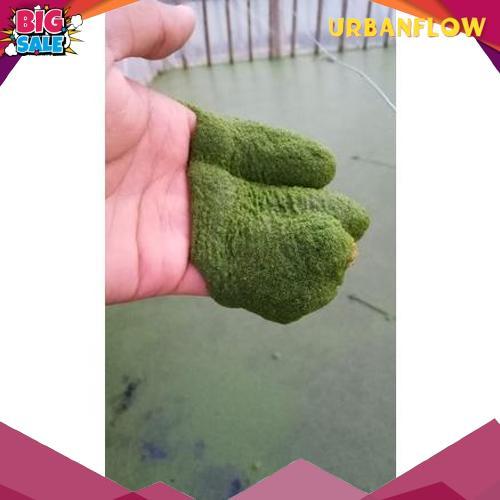 Original Bibit Wolfia 150Gr Benih Wolffia