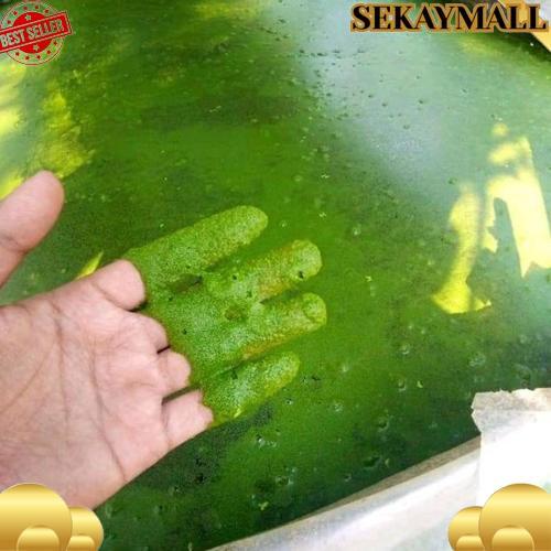 Diskon Wolfia 5 Ons & 1Kg Wolffia