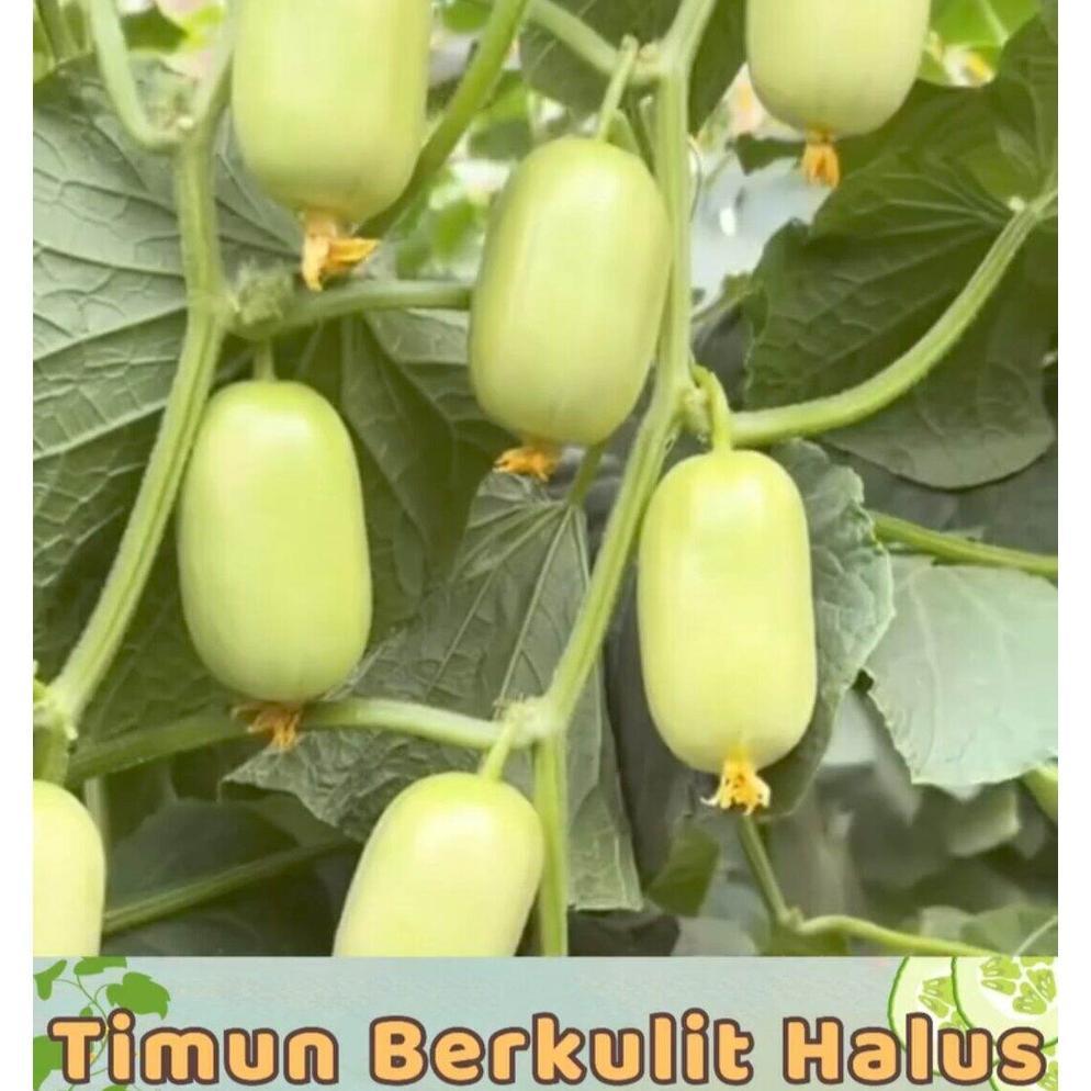 Promo Cod 5 Butir Biji / Benih Timun Jade Girl Atau Timun Giok Manis 