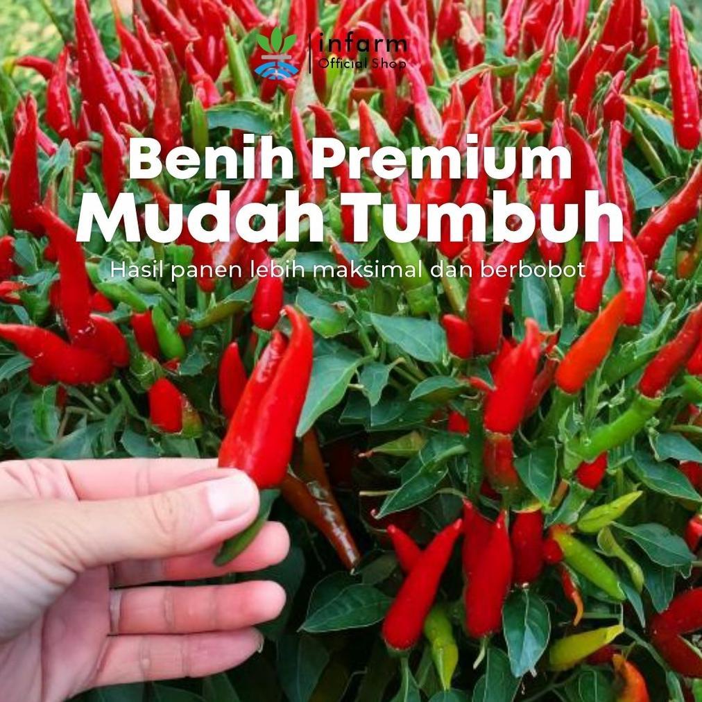 Promo Cod Infarm - Benih Unggul Bibit Biji Cabe Rawit Mun Cha Cabai Rawit Pedas Benih Buah Buahan Be