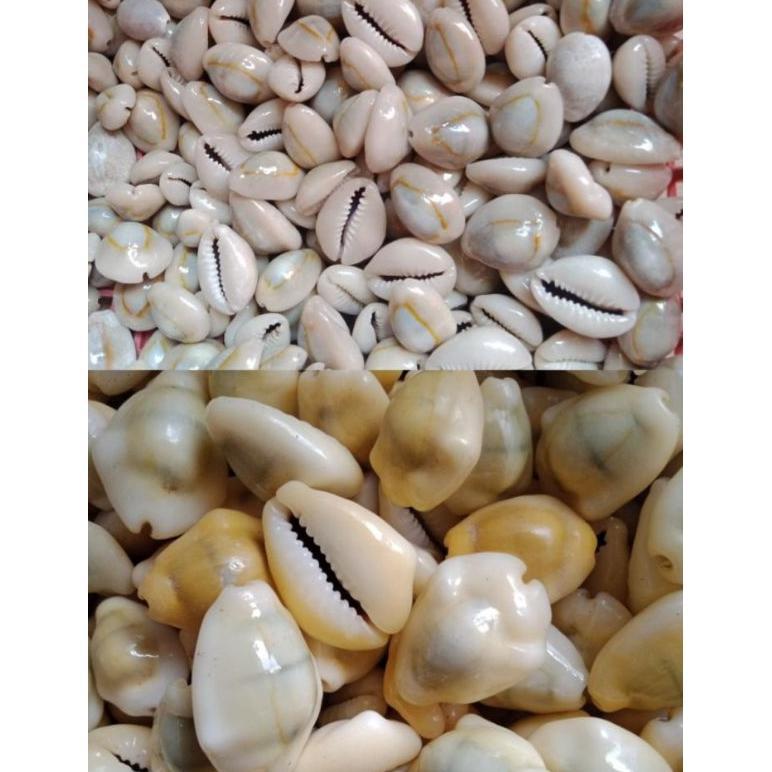 Jolo Arto - Df-8 100 Gram - Mainan Biji  Bekel Atau Biji Congklak Congklak Dari Kerang Kuwuk Asli  W