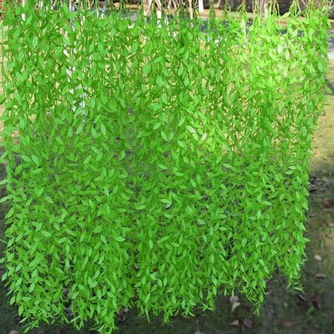 Grosir Lusinan Daun Juntai Tirai Merana Lee Kwan Yew Hoya Costa Hijau Muda Artificial Plastik anakgo