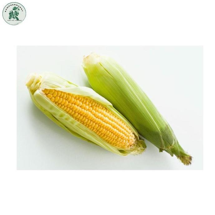 Benih Bibit Jagung Manis Bimmo Benih Unggul Jawara - JAGUNG BIMMO