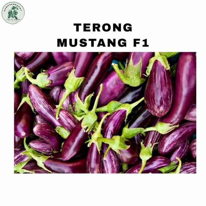 benih bibit terong ungu Mustang f1 cap panah merah - TERONG MUSTANG F1