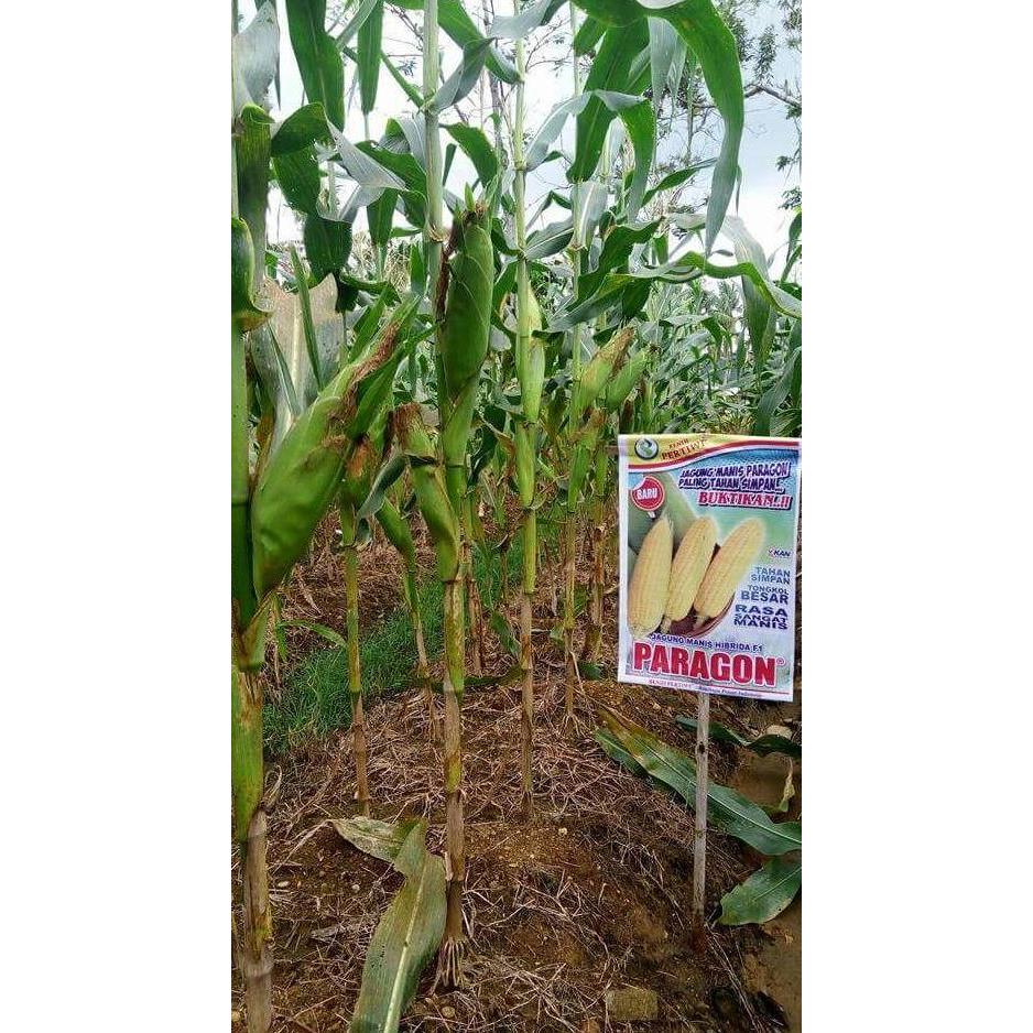 New- benih / bibit jagung manis PARAGON