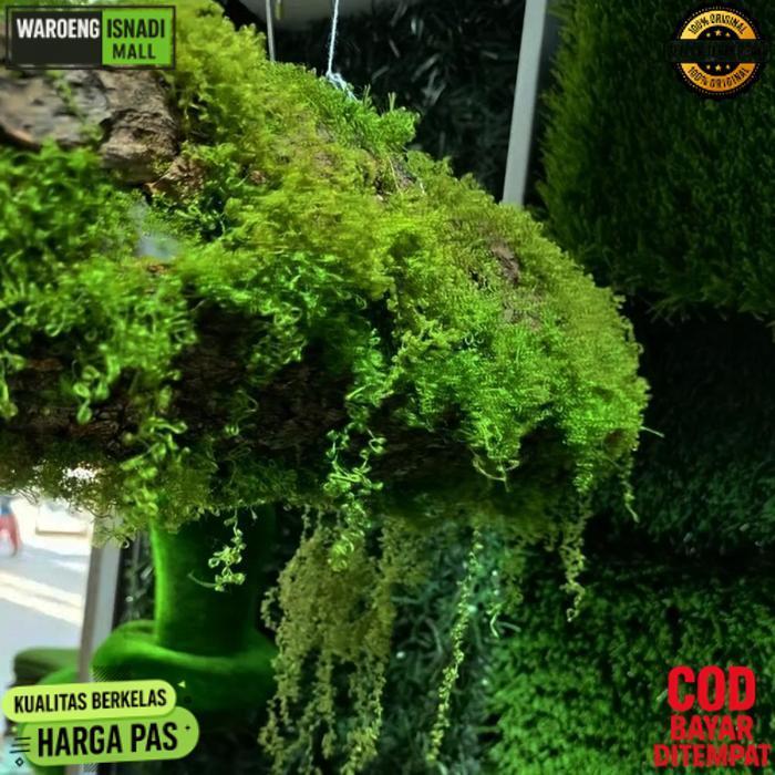 Terbaru 30G Rumput Sintetis Aquascape Aquarium | Tawetan Tahan Lama Rumput Sintetis Aquascape Jadi