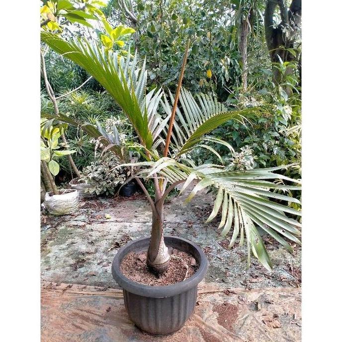Terlaris Tanaman Palem Botol Hiasan Taman Pohon Palm Botol Murah Tanaman Hidup Palm Botol Bibit Tana