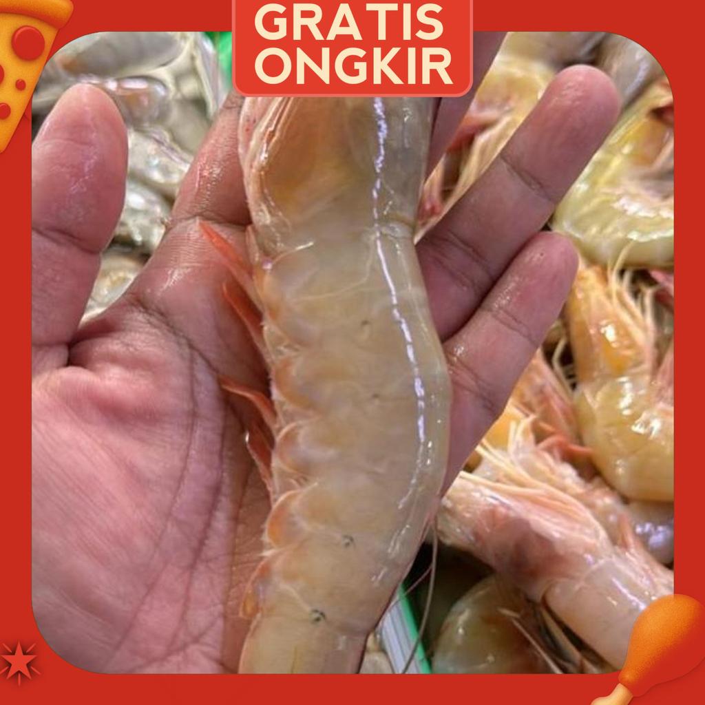 Udang Laut Jerbung Segar 500 Gram / Udang Fresh