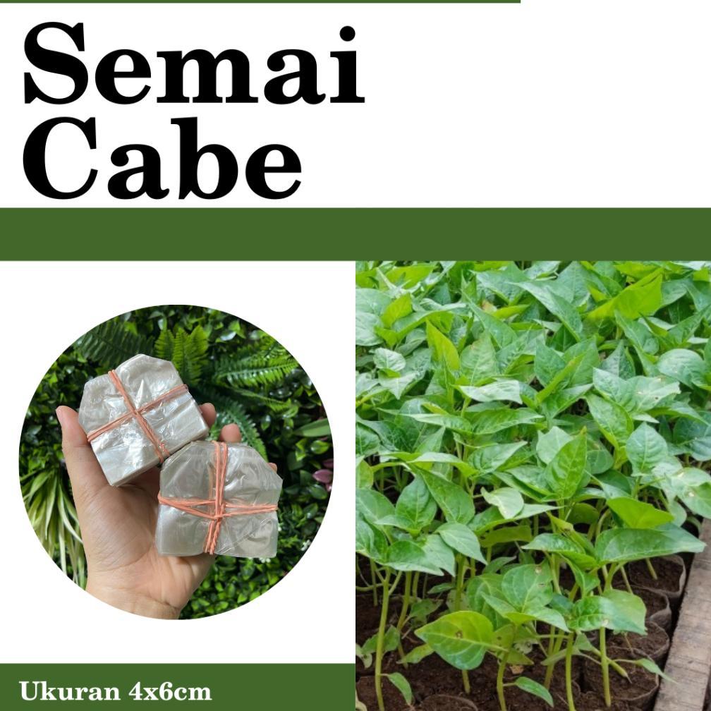 Promo Cod Polybag Semai Cabe/Plastik Semai Cabai & Sayur / Polybag Semai Sayur Isi 1000 Lembar - Sem