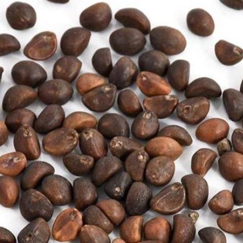 ( 1 Kg ) Benih Biji Kangkung Darat | Kangkung Cabut Curah | Microgreens