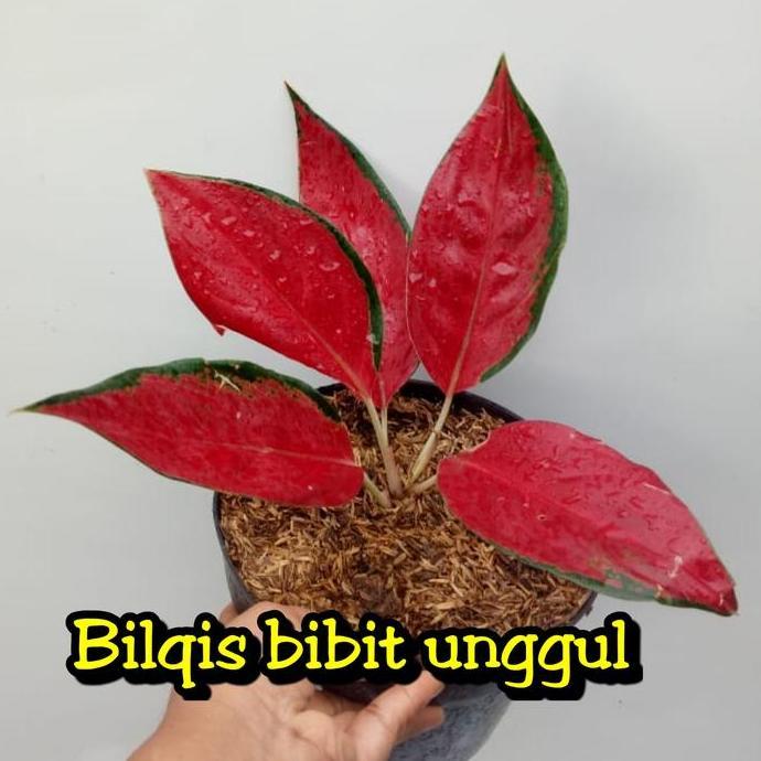 bibit bunga aglonema red ayu_red Chili_RHCP super