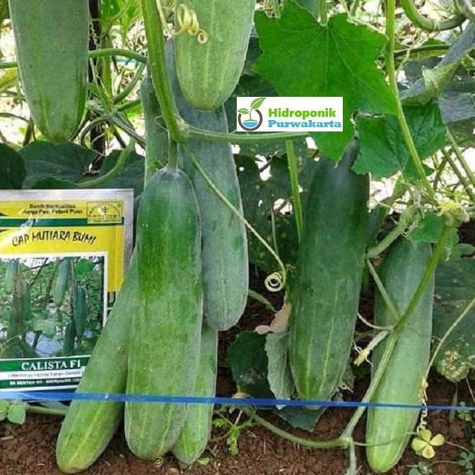 Benih Timun Mentimun Ketimun Calista F1 Cap Mutiara Bumi Buah Hijau Tua Isi 25 Gram