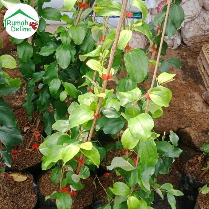 Tanaman Bidara Apel/Apel Futsa/Bidara Cina