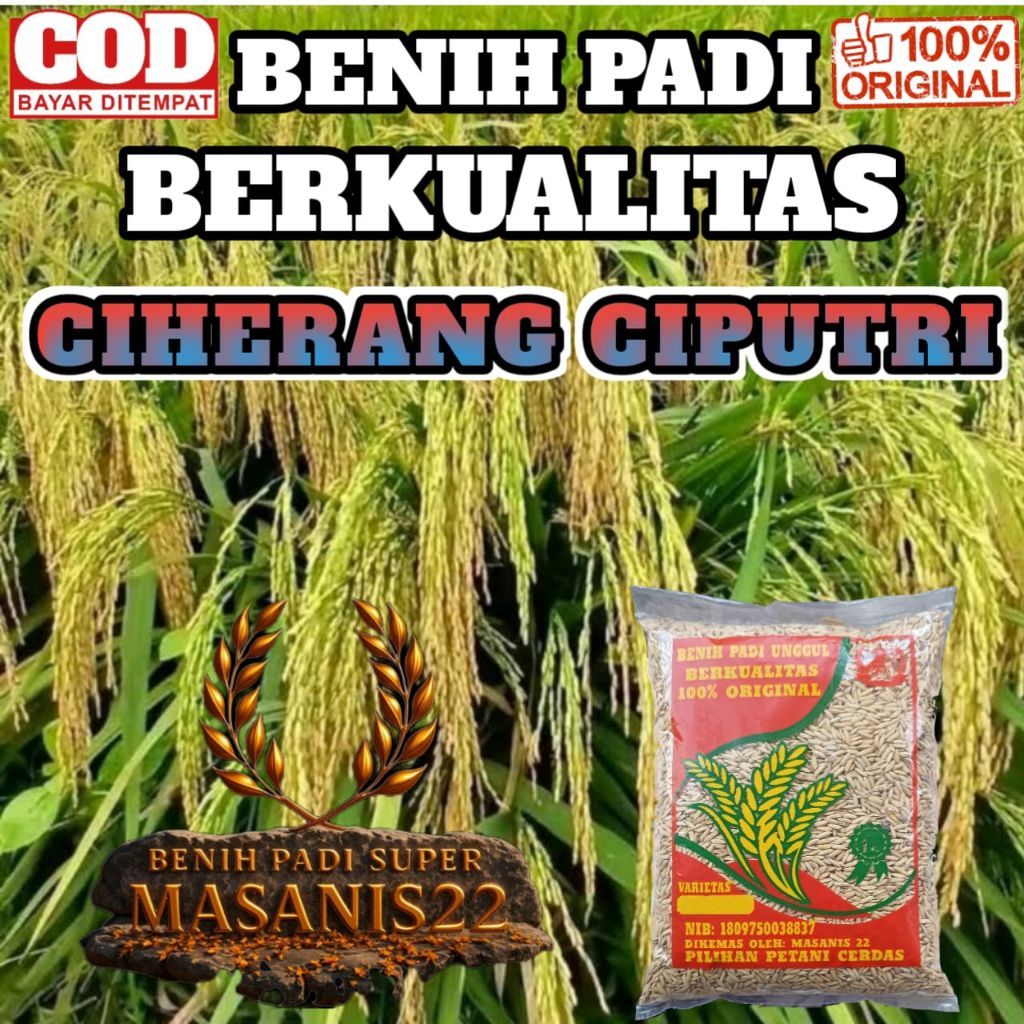BENIH PADI CIHERANG CIPUTRI SUPER KEMASAN 1KG