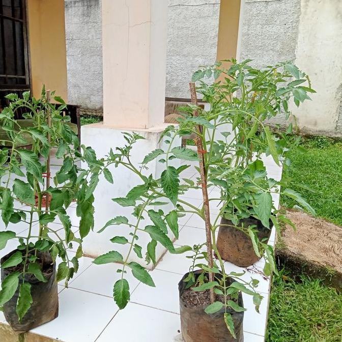 tanaman tomat berbuah pohon tomat sudah berbuah