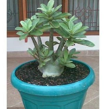 Bibit / Benih Biji Adenium ARABICUM YAMAN Mudah Tumbuh isi 10 Biji