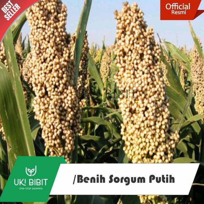 ( 1 Kg ) Benih Sorgum Putih | Batang Manis