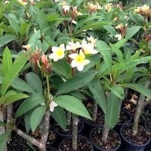 Tanaman Hias Plumeria Kuning (Kamboja Bali)