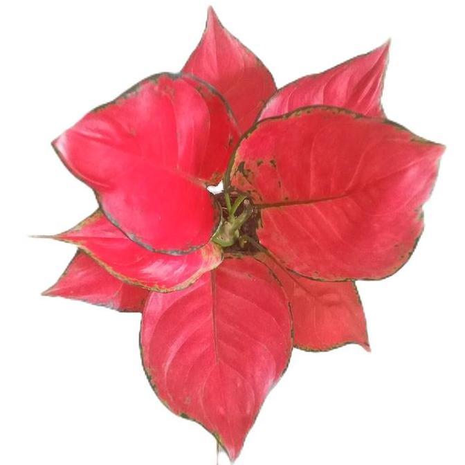 Benih bunga aglonema red anjamani super