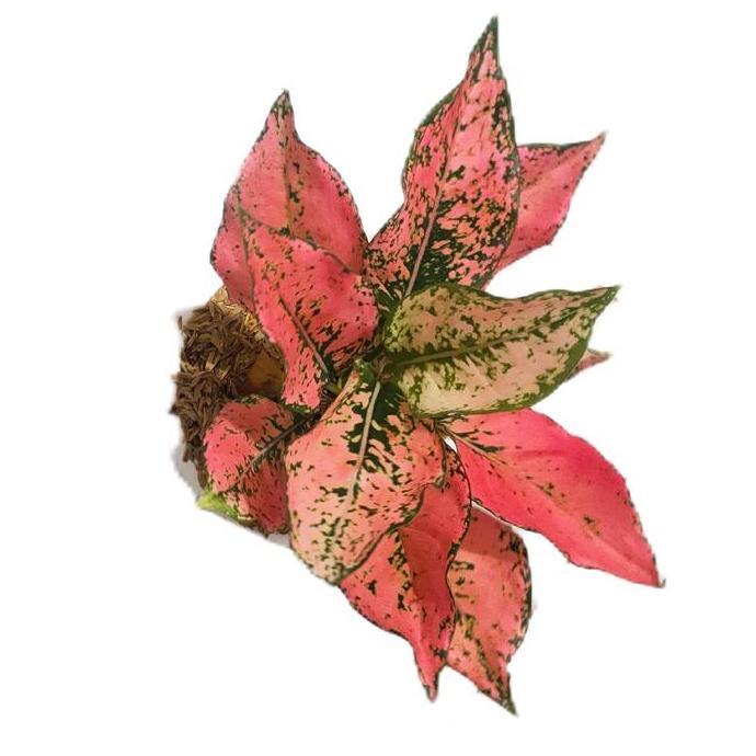 Benih bunga aglonema Kom Kom super